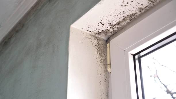 Best Professional Mold Removal  in Palmetto Estates, FL