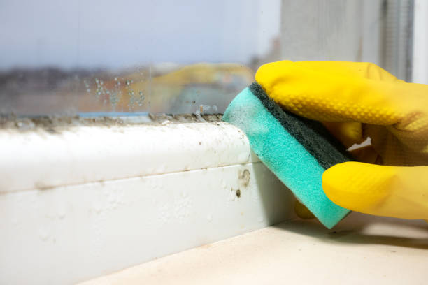 Best Attic Mold Removal  in Palmetto Estates, FL