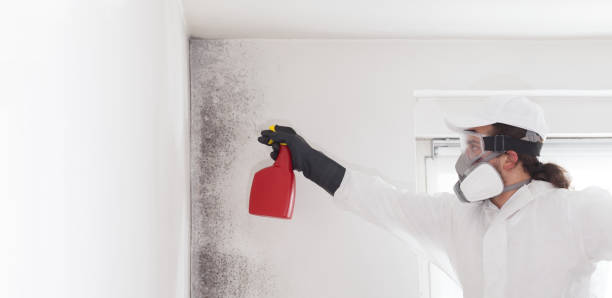 Best Residential Mold Removal  in Palmetto Estates, FL